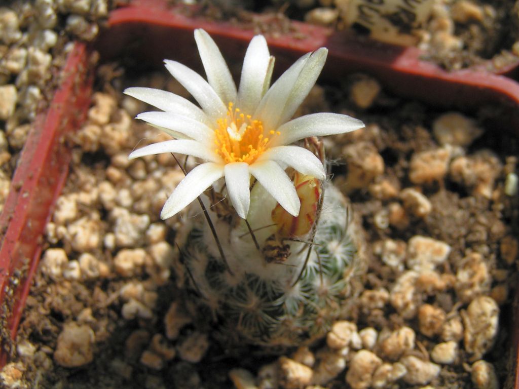 TURBINICARPUS  lauii